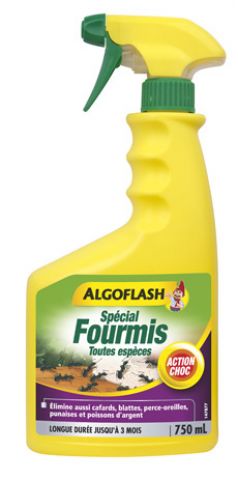 Algoflash-Special-Fourmis