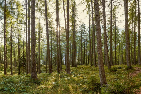 STIHL FRANCE : Pour 89% des Français, la forêt appartient au patrimoine français
