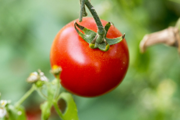 MINISTERE DE L&#039;AGRICULTURE ET DE L&#039;ALIMENTATION : Très forte suspicion de présence du virus du fruit rugueux de tomate brune (ToBRFV) sur des tomates en serre dans une exploitation du Finistère