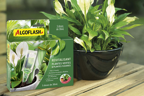 COMPO FRANCE : Découvrez les Solutions Plantes Vertes d’Algoflash…