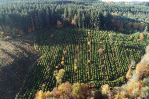 Fonds de dotation pour le reboisement des forêts françaises