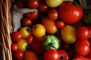 VILMORIN JARDIN propose en 2022 de nombreuses variétés de semences de tomates