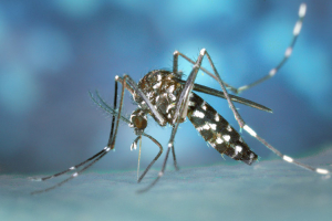 Comment endiguer la prolifération de l’Aedes albopictus ou « moustique tigre » ?
