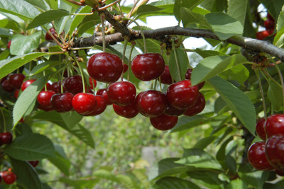EXCELLENCE VÉGÉTALE : Les nouveaux arbres fruitiers Label Rouge sont tolérants aux maladies, formés et préparés à produire des fruits au jardin