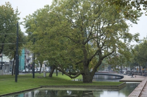 THE GREEN CITY : Rotterdam, ville-pilote en matière de jardins urbains et de toitures végétalisées, est prête à faire face aux changements climatiques