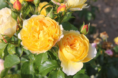 DELBARD : La rose française Belle de Jour® deljaupar sacrée &quot;Rose of the year 2021&quot;